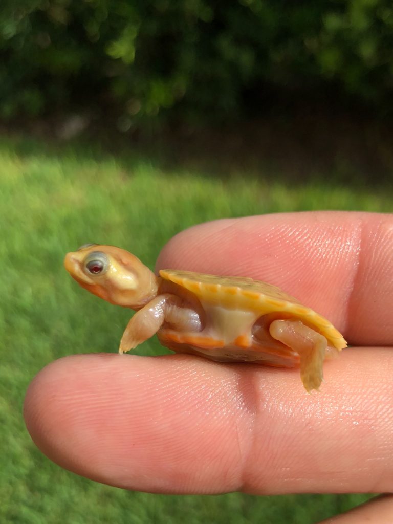 Caramel Pink Belly