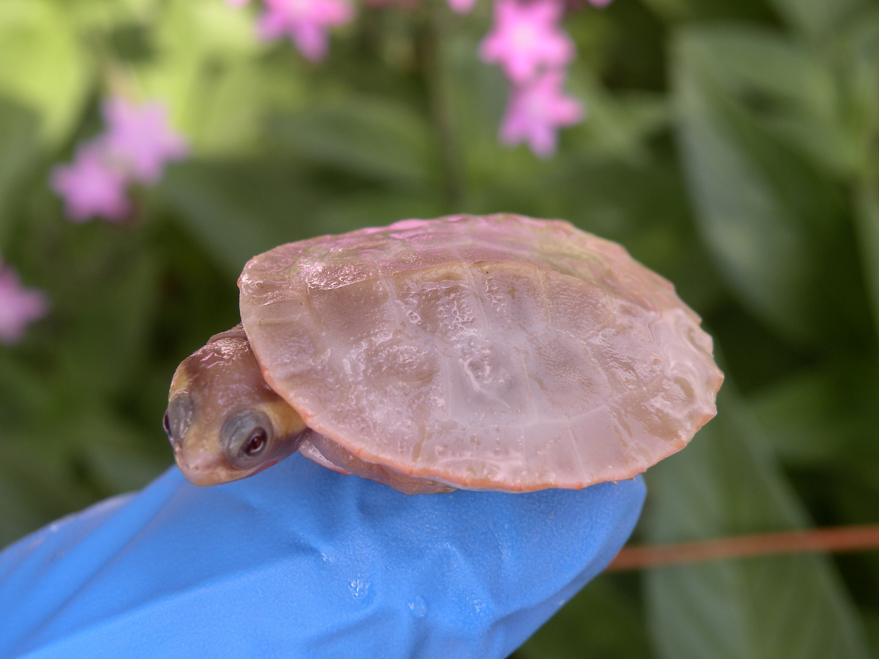 Albino turtles