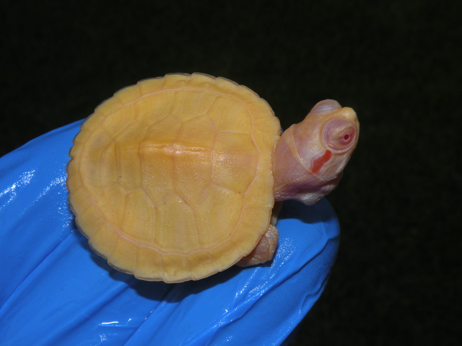 Available Turtle Morphs - Albino Turtles | Albino Turtles for Sale