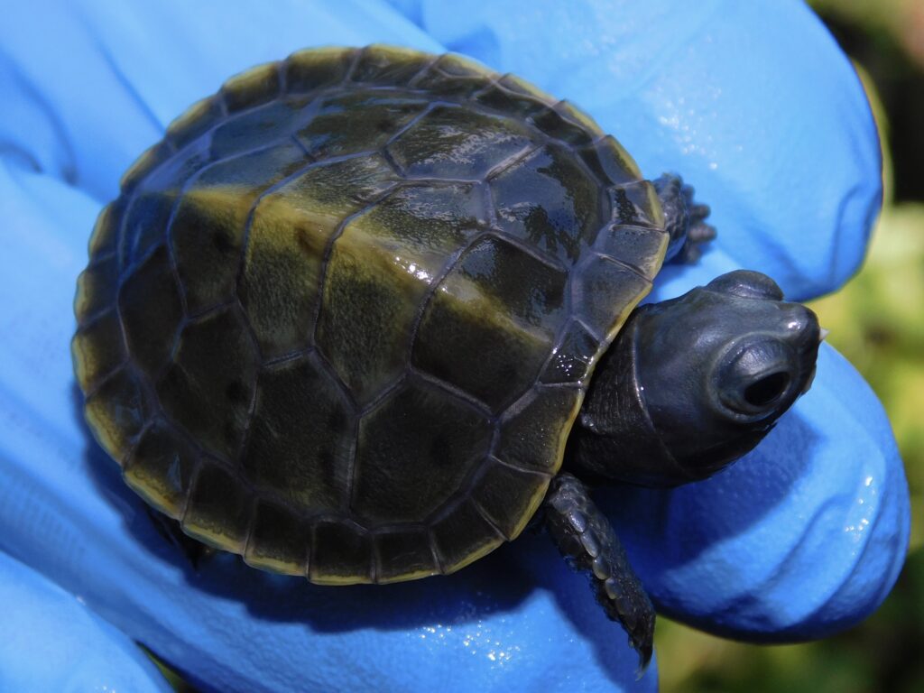 Available Turtle Morphs - Albino Turtles | Albino Turtles for Sale