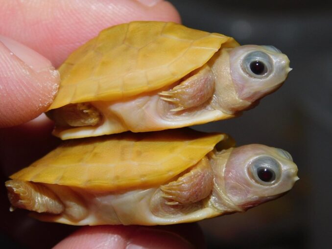 Available Turtle Morphs - Albino Turtles | Albino Turtles for Sale