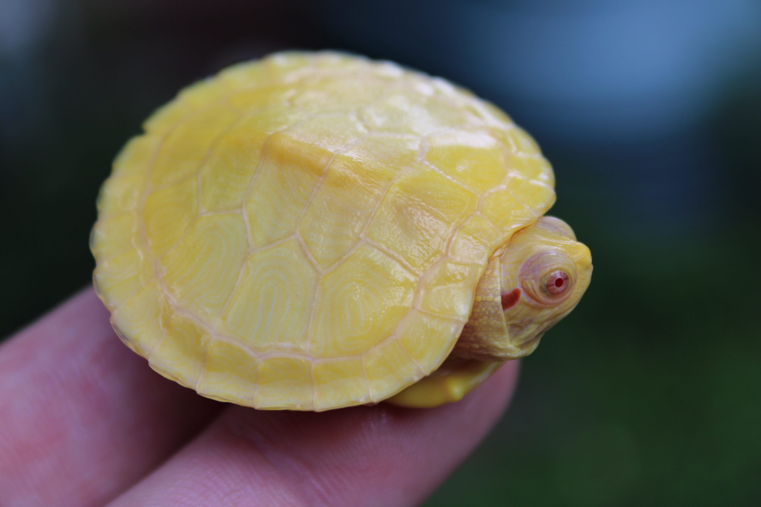 Albino Red Ear Slider