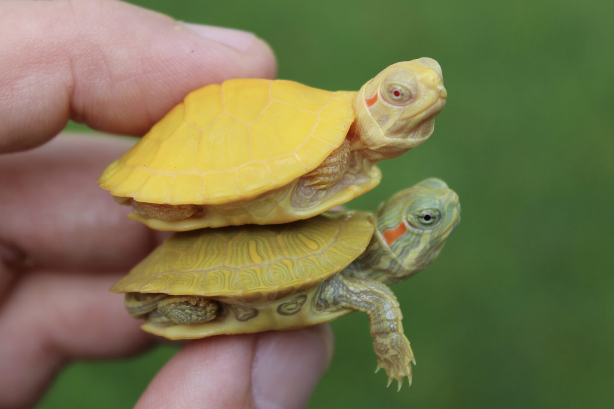 Available Turtle Morphs - Albino Turtles | Albino Turtles for Sale