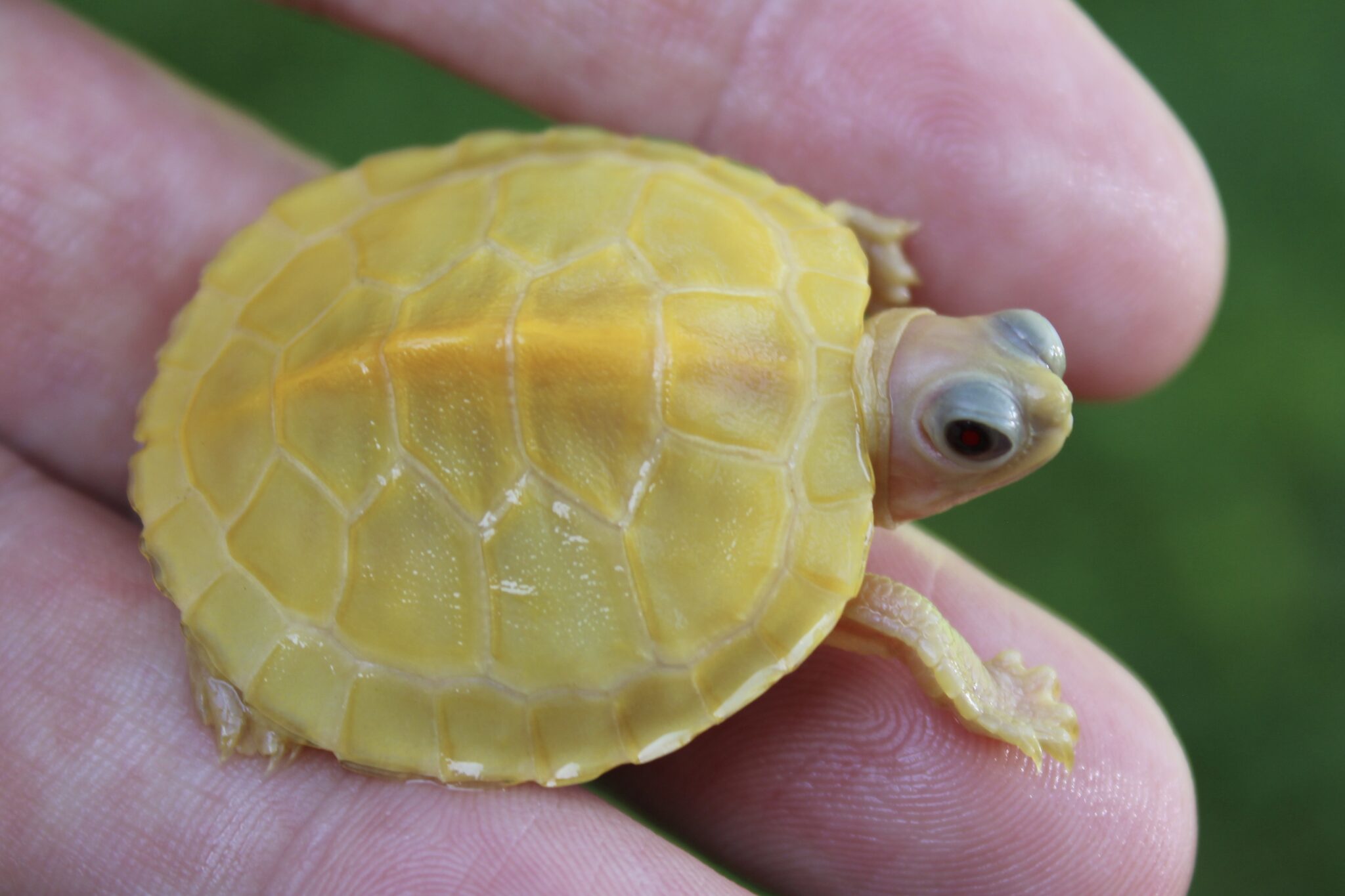 Available Turtle Morphs - Albino Turtles | Albino Turtles for Sale