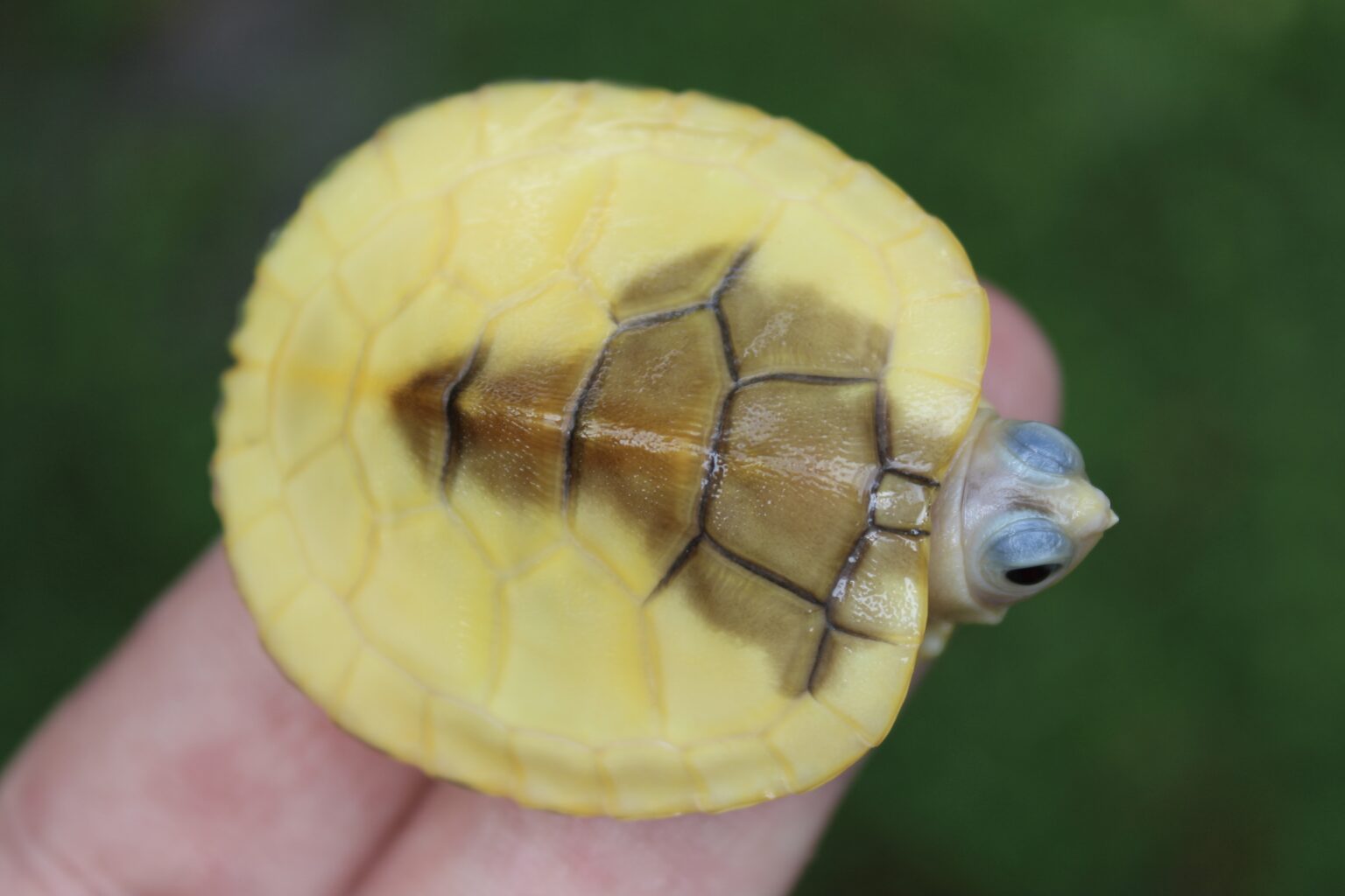 Available Turtle Morphs - Albino Turtles | Albino Turtles for Sale