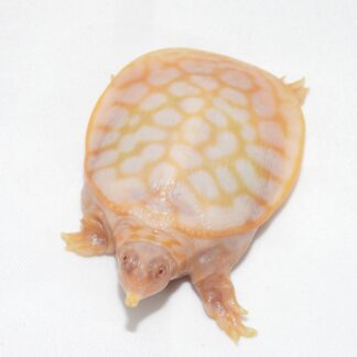 Albino Florida Softshell turtle