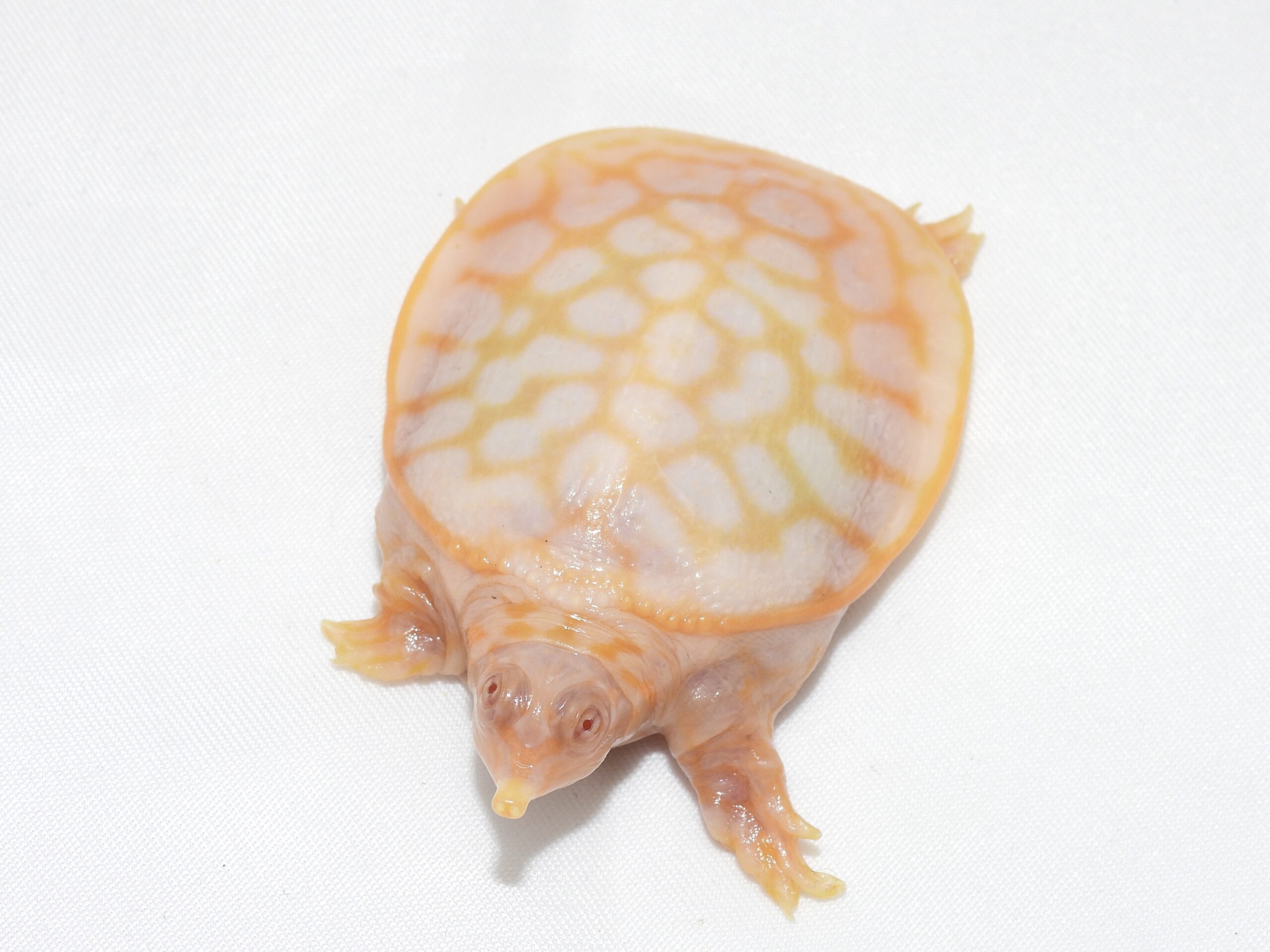 Albino Florida Softshell Turtle - Albino Turtles