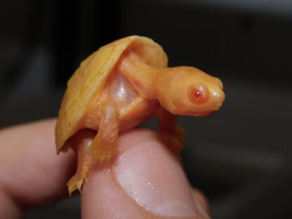 Albino Razorback Musk Turtle