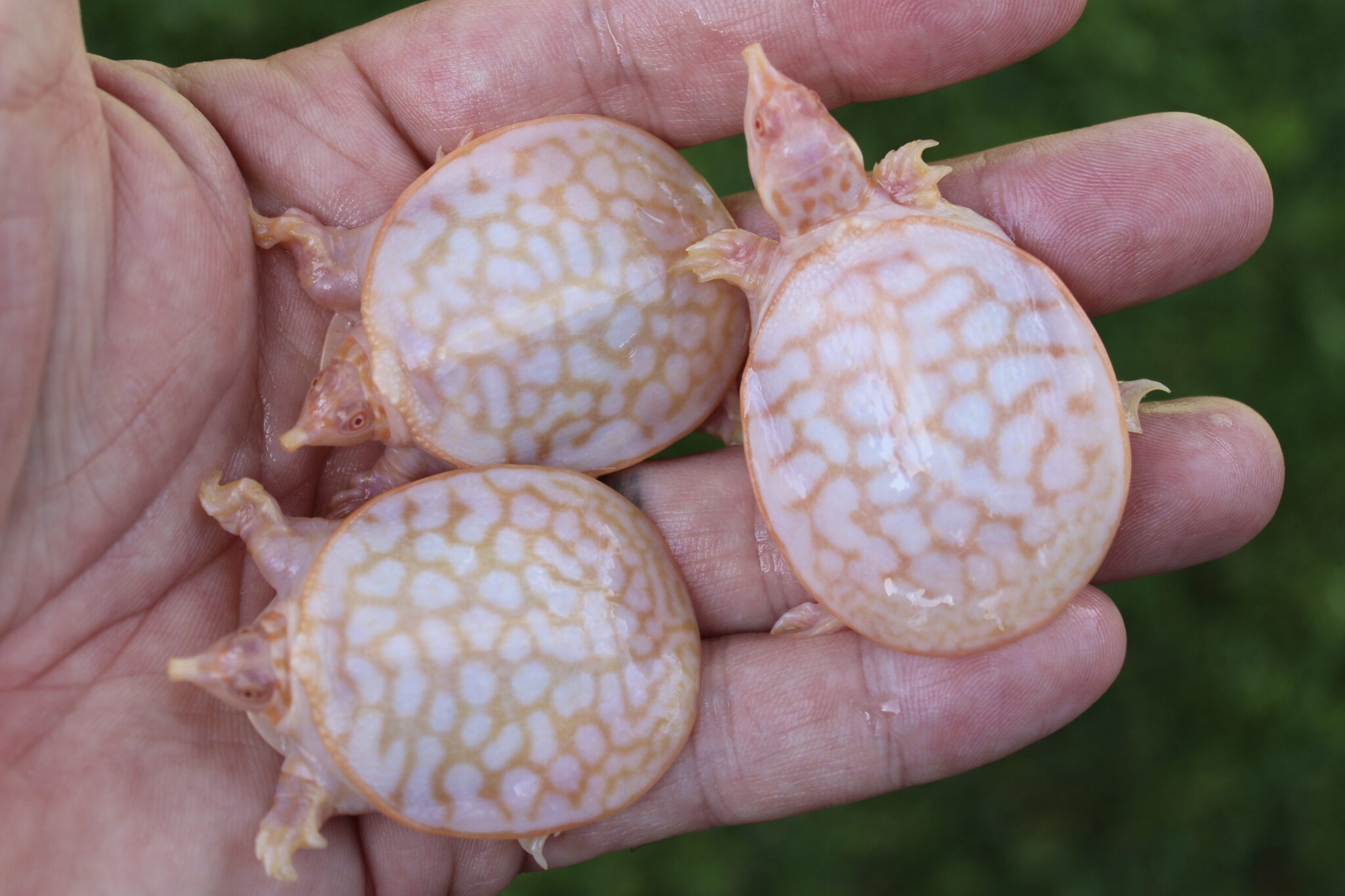 Albino Florida Softshell Turtle - Albino Turtles