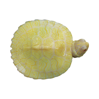 Albino Hieroglyphic River Cooter