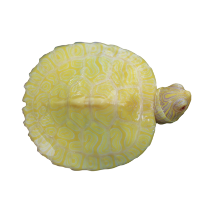 Albino Hieroglyphic River Cooter