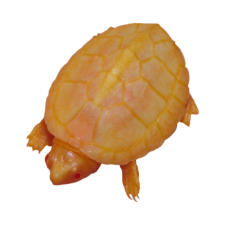 Albino Razorback Musk Turtle