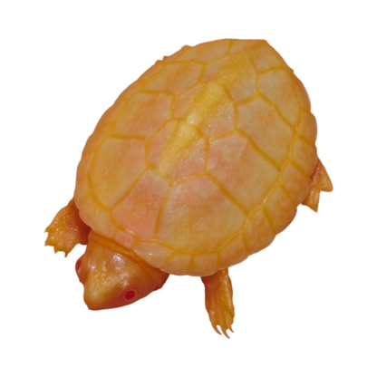 Albino Razorback Musk Turtle