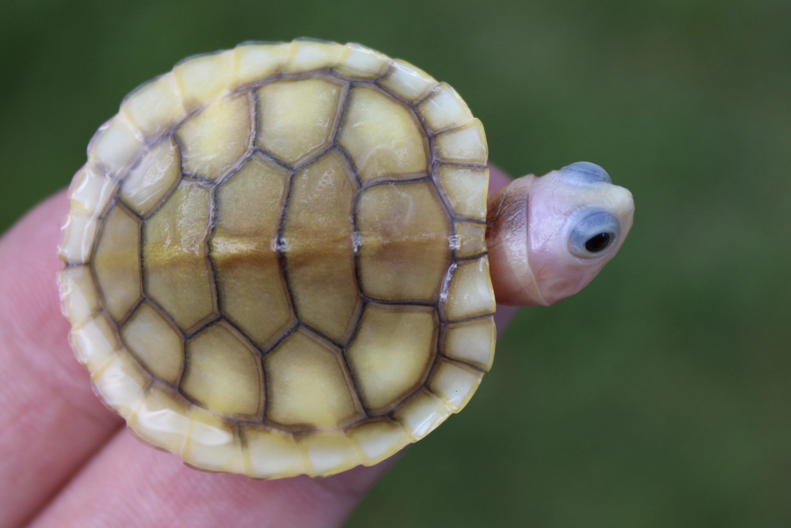 Caramel Pink Red Ear Slider - Albino Turtles