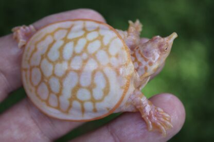 Albino Florida Softshell turtle