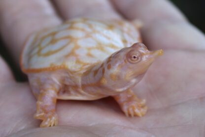 Albino Florida Softshell Turtle