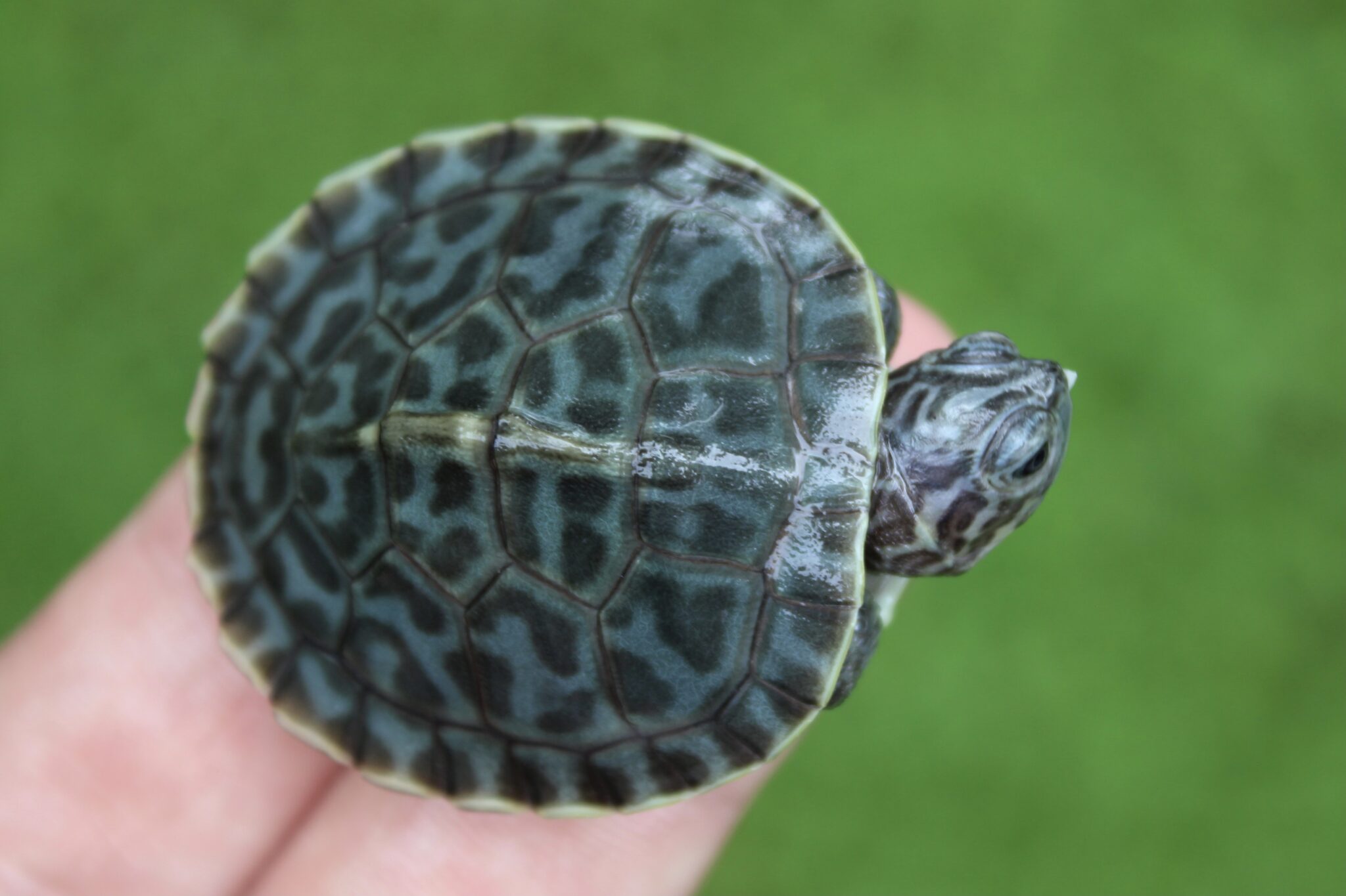 Charcoal Hieroglyphic River Cooter - Albino Turtles