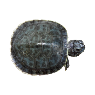 charcoal hieroglyphic river cooter