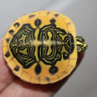 Super golden flame Florida red belly cooter