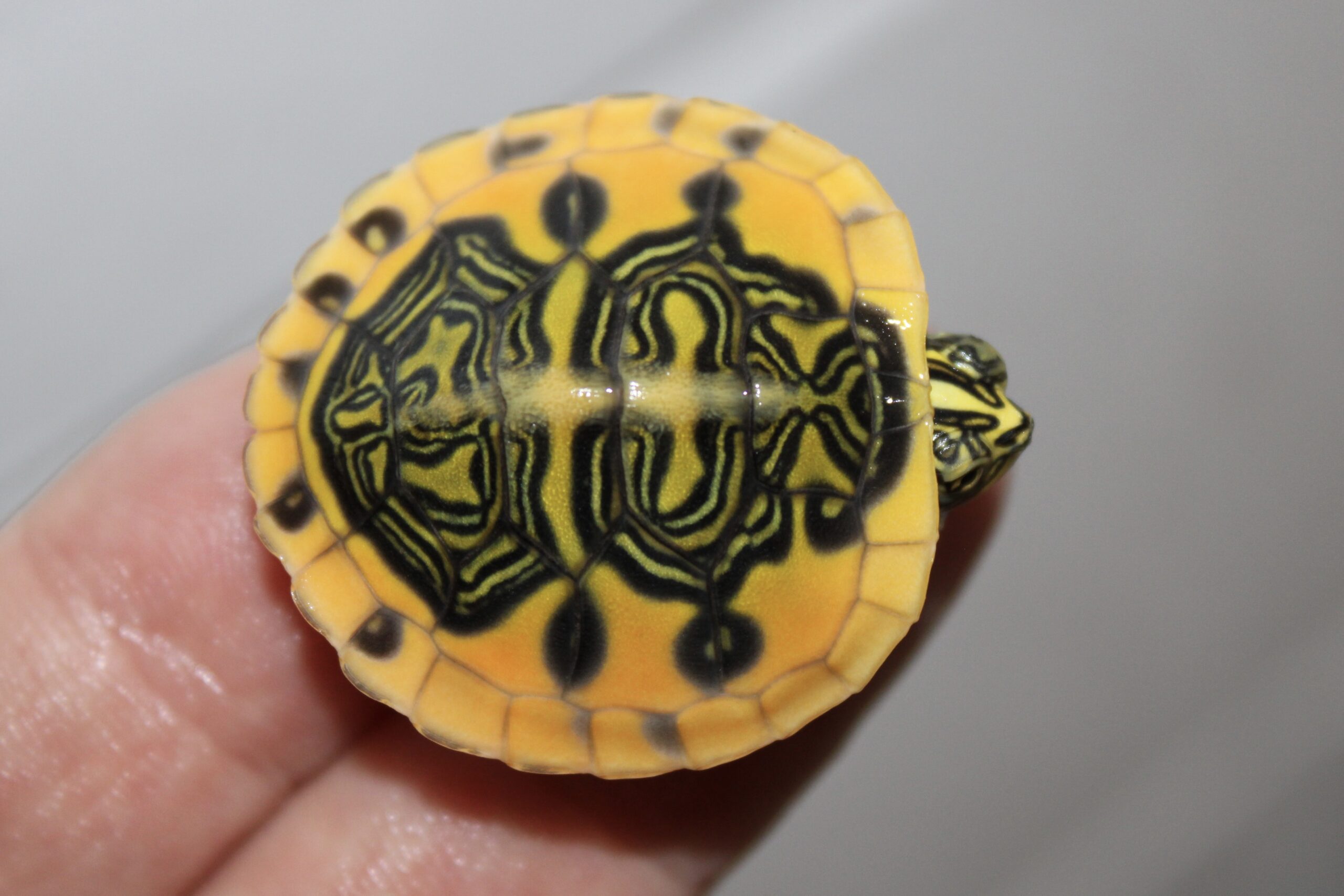 Super Golden Flame Florida Red Belly Cooter - Albino Turtles