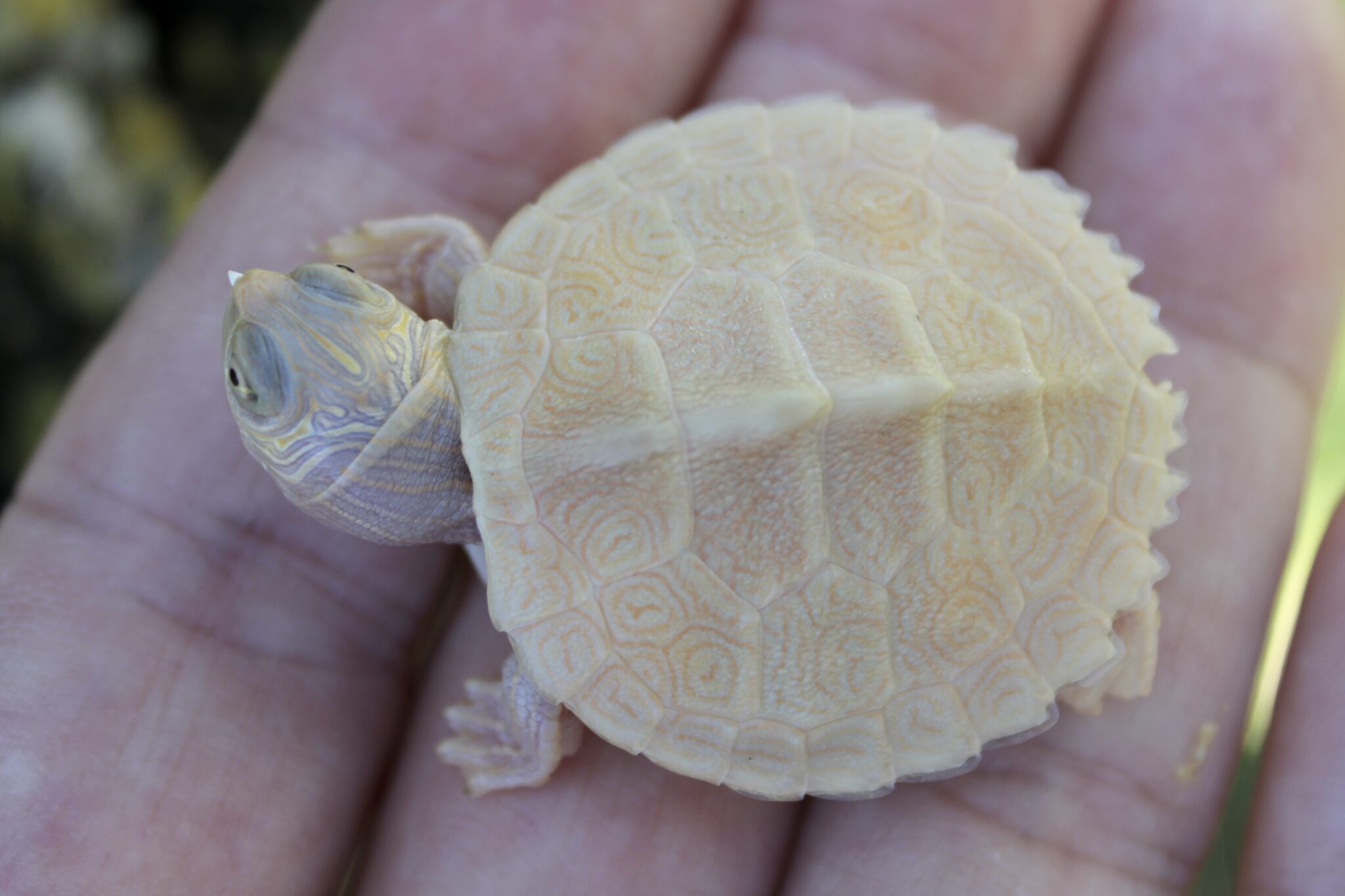 White Mississippi Map Turtle - Albino Turtles