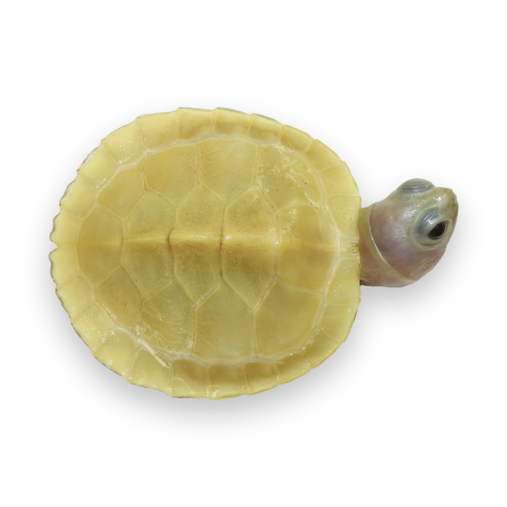 ghost-red-ear-slider-albino-turtles