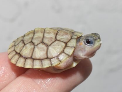 Hybino red ear slider