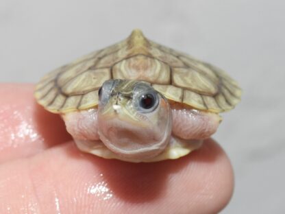 Hybino red ear slider