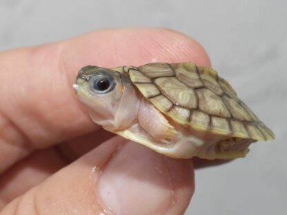 Hybino red ear slider