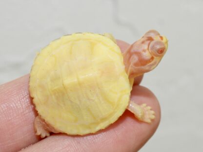 Albino Clown red ear slider