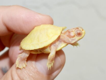 Albino Clown red ear slider