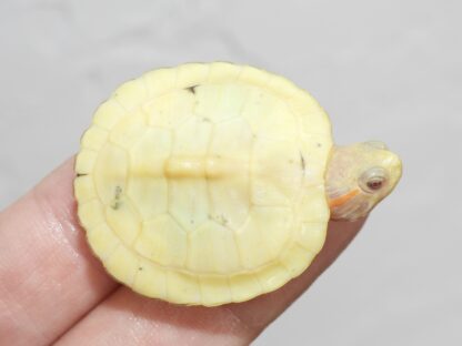 paradox red ear slider