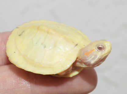 paradox red ear slider