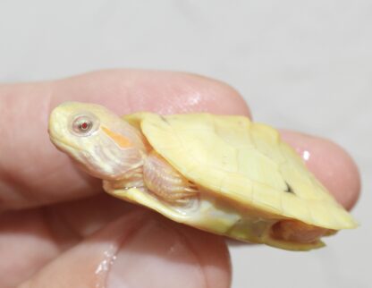 paradox red ear slider