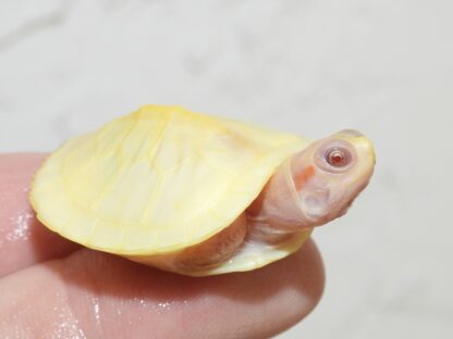 Lubino red ear slider