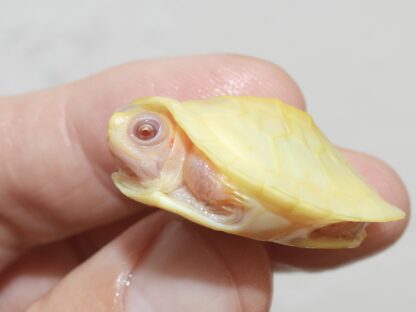 Lubino red ear slider