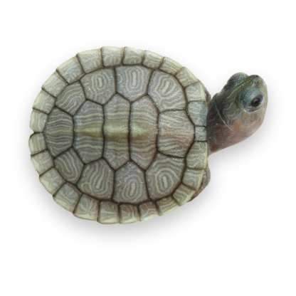 Hybino Red Ear Slider