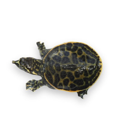 Florida Softshell Turtle