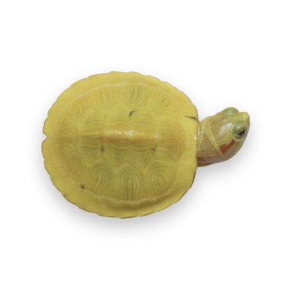 paradox red ear slider