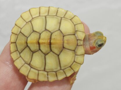 Golden Hybino Red ear slider