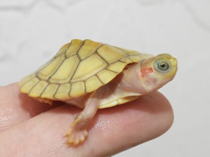 Golden Hybino Red ear slider