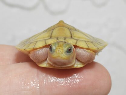 Golden Hybino Red ear slider