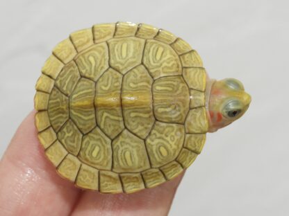 Golden Hybino Red ear slider