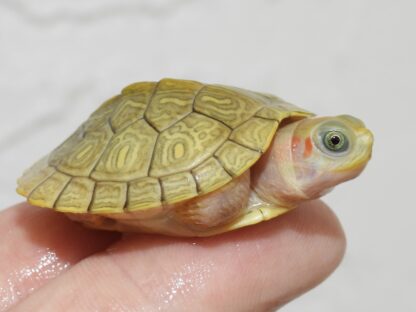 Golden Hybino Red ear slider