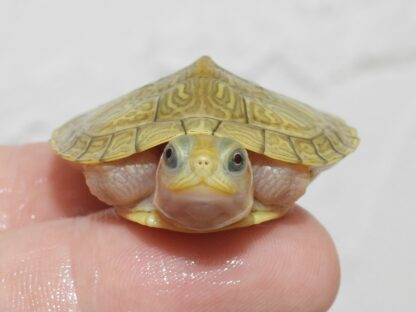 Golden Hybino Red ear slider