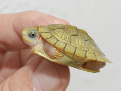 Golden Hybino Red ear slider