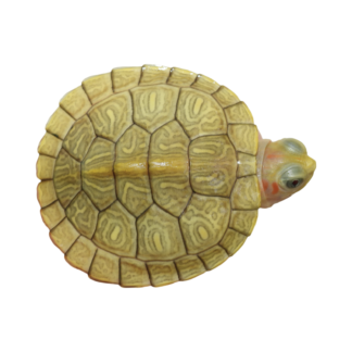 Golden Hybino Red ear slider