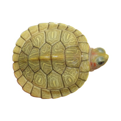 Golden Hybino Red ear slider